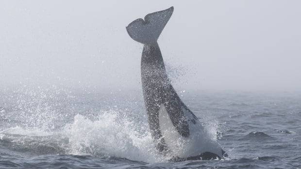 Enfrentamiento entre orcas y ballenas jorobadas